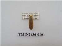 藏品(黃緣苔蛾)的圖片